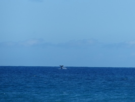 Whale tail